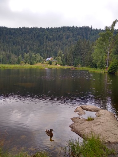 Alle meine Entchen auf dem kleinen Arbersee