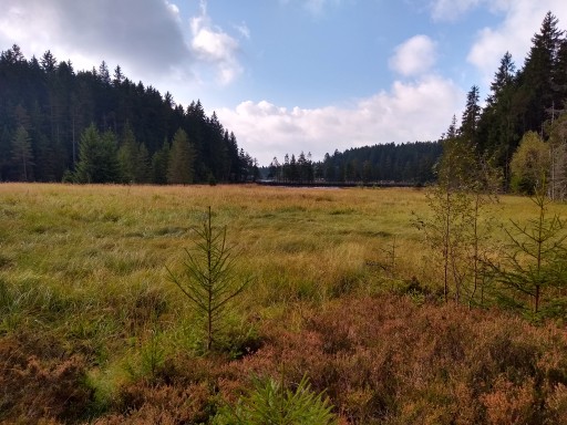 Das Moor am Fichtelsee